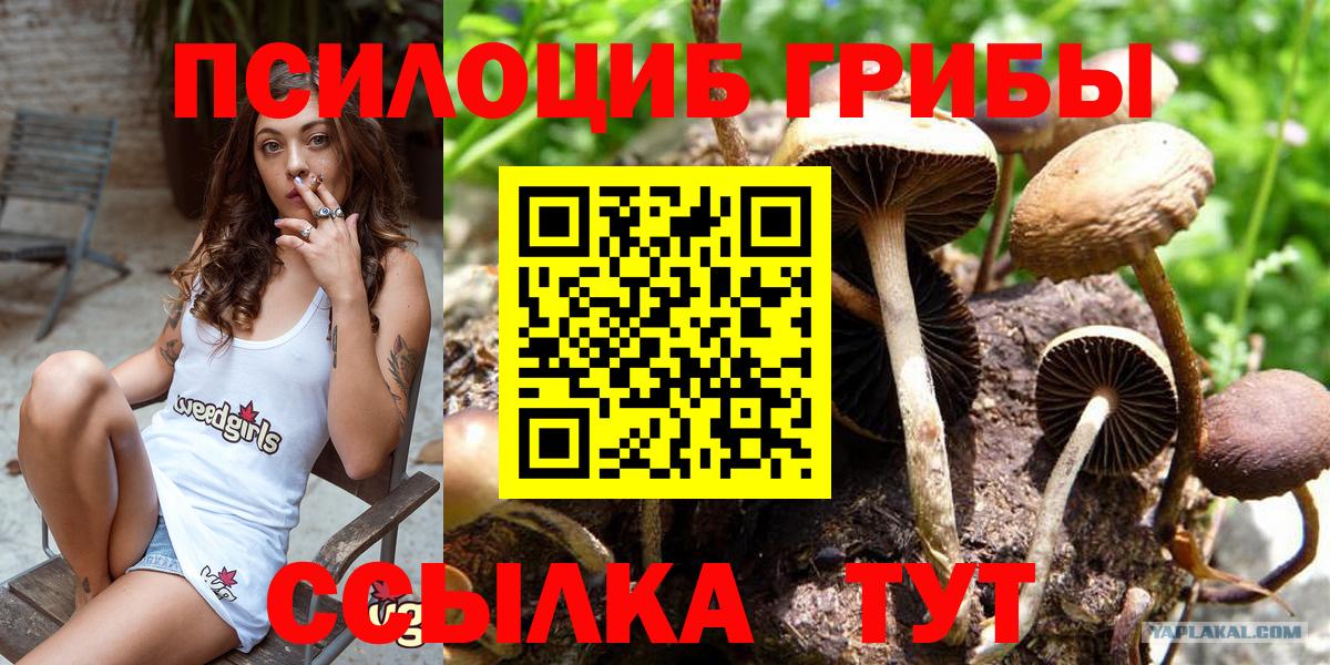 Псилоцибиновые грибы Psilocybe Батайск